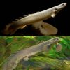 Senegal Bichir 12-15cm