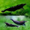 Black Cherry Shrimp