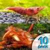 Red Cherry Shrimp Shrimp - B Grade - 10 Pack