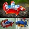 Assorted Halfmoon Plakat Betta Male