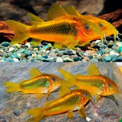 Gold Neon Stripe Laser Cory Catfish