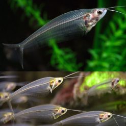Phantom Glass Catfish
