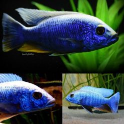 Iceberg Electric Blue Cichlid
