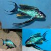 Furcifer Feather Fin Cichlid