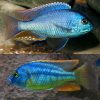 Cichlid Malawi Bream (Chilotilapia Rhoadesii)