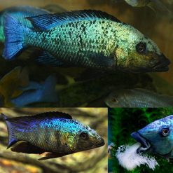 Malawi Sand Diver Cichlid