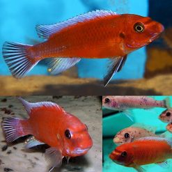 Chilumba Red Trewavasae Cichlid