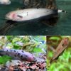 White Leopard Dalmatian Ghost Knifefish - 15cm