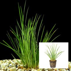 Green Rush Dwarf Pot