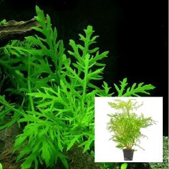 Wisteria Pot
