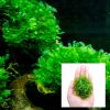 Subwassertang Moss Bag