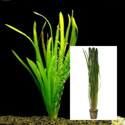 Thin Vallisneria