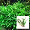 Java Fern Narrow Needle Leaf Medium