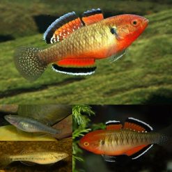 Empire Gudgeon