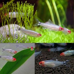 Platinum Diamond Head Rummy Nose Tetra