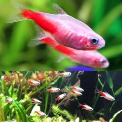 Gold Neon Tetra