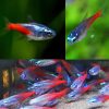 Diamond Head Neon Tetra