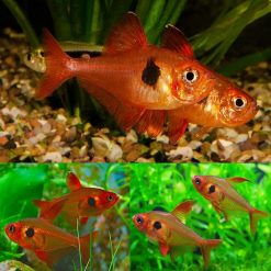 Red Phantom Tetra