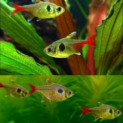 Yellow Phantom Tetra