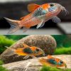 Catfish Cory Venezuelan Orange