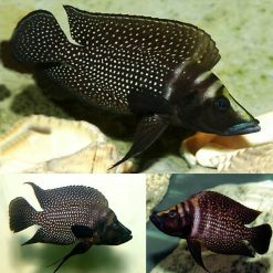 Calvus Black Cichlid