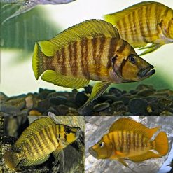 Gold Compressicep Cichlid
