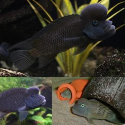 African Blockhead Humpead Cichlid