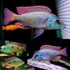 Tetrastigma Cichlid