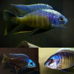 Yellow Fin Mloto