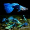 Neon Blue Tuxedo Guppy Male