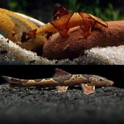 Saddleback Hillstream Loach