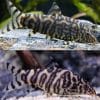 Pakistani Reticulate YoYo Loach