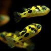 Pea Puffer / Pygmy Puffer