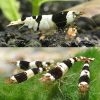 Black Crystal Shrimp