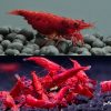Fire Red Cherry Shrimp