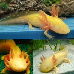 Gold Axolotl