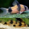 Two Saddle Cory Catfish