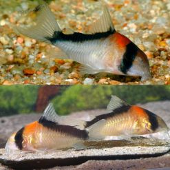 Adolfoi Cory Catfish