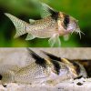 Hi Fin Spotted Cory Catfish