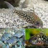 False Network Cory Catfish