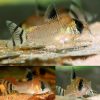 Catfish Flag Tail Panda Cory