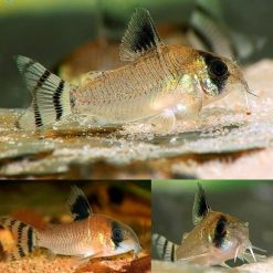 Catfish Flag Tail Panda Cory