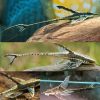 Royal Whiptail Catfish