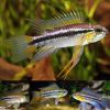 2 Banded Apisto Wild Caught