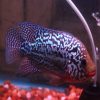 Flowerhorn X Cuban Hybrid