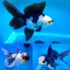 Oranda Panda Goldfish