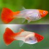 Neon Koi Guppy Female