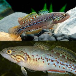 Purple Spotted Gudgeon Large