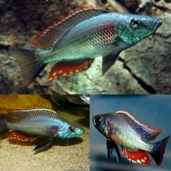 Dimidiochromis Strigatus Cichlid