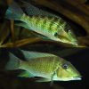 American Cichlid Geo - Green Horseface Eartheater " jurapari " - 8cm